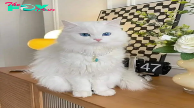 SOT.Striking Beauty: The Elegant Contrast of a Cat with Blue Eyes and White Fur.SOT