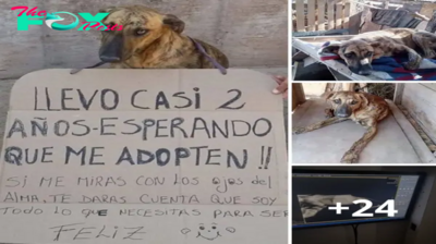 El desgarrador y conmovedor ruego de una perrita, con sus ojos llenos de tristeza, implorando: ¿Quién le abrirá las puertas de un hogar? (video)criss