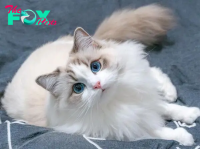 SOT.Discovering the Enchantment of Ragdoll Cats: Grace and Elegance Unveiled.SOT