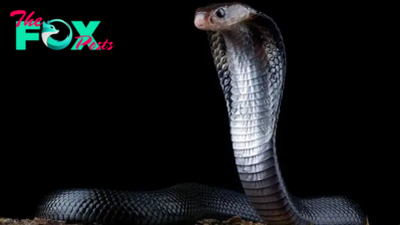 Evolution of snakes takes surprise twist — cobras didn't come from where we thought they did