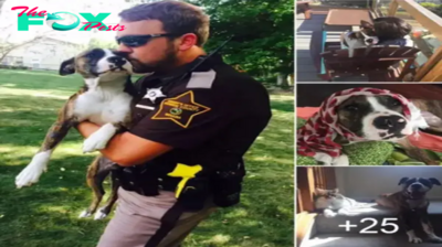 Unwanted dog abandoned in park rescued and adopted by police.hanh