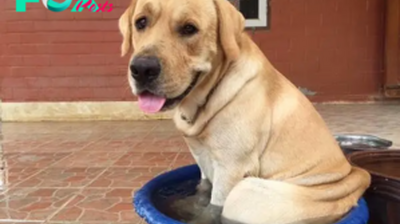 SO.A Husky’s Determination: Escaping His Cage to Reunite with His Beloved Friend.SO