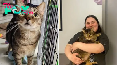 SOT.Heartbreak to Happiness: A Shelter Cat’s Journey to His Forever Home After Years of Setbacks.SOT