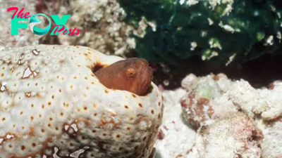 Pearlfish: The eel-like fish that lives up a sea cucumber's butt