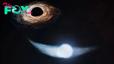 Astronomers find black hole's favorite snack: 'The star appears to be living to die another day'