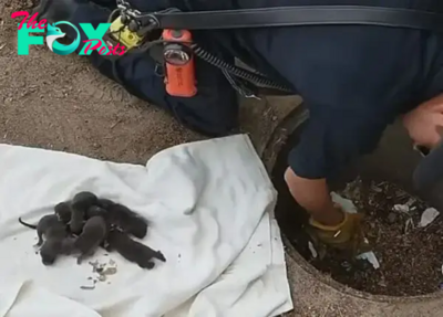 Firefighters rescued 8 puppies from the sewer, but it turned out that they were not puppies at all