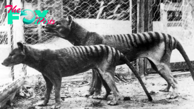 Tasmanian tiger: Facts about the extinct thylacine