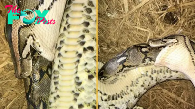 Burmese python eats even bigger reticulated python alive, in 1st-of-its-kind encounter