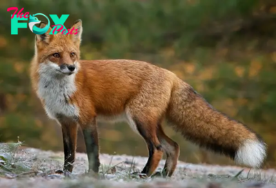 The Fascinating World of Foxes H17