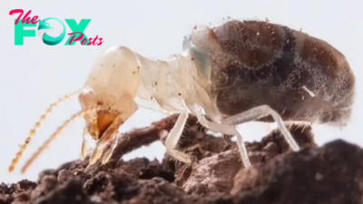 Kamikaze termites blow themselves up with 'explosive' backpacks — and scientists just figured out how