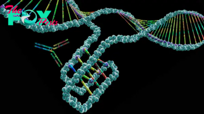 50,000 'knots' scattered throughout our DNA control gene activity