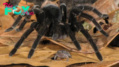 We now know why tarantulas are hairy — to stop army ants eating them alive