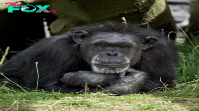 Betty, Dublin Zoo’s longest resident and oldest chimp in human care, dead at 62 — rest in peace