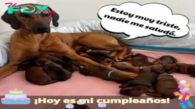 Estoy solo, nadie me saluda durante todo el día, por favor protege a tu compañero de cuatro patas.lamz