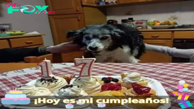 Mi cumpleaños número 17 fue triste ya que nadie me dijo feliz cumpleaños.lamz