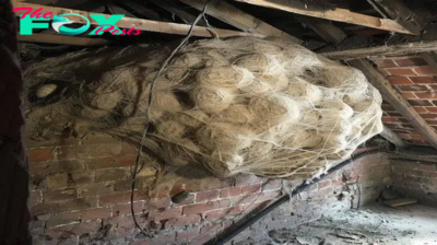 Man Thinks He Found “Hornets” Nest In Attic – Turns Pale When He Realizes What’s Inside