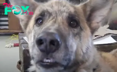 Owner tells dog he passed all the treats to the cats, over 200 million have watched his reply