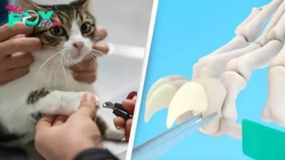 People are just learning the brutal reason why you should never declaw your cats