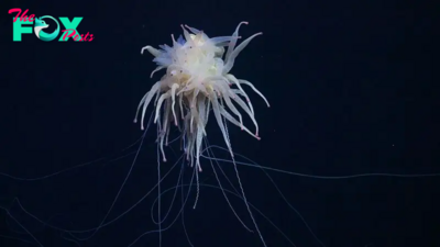 Watch 'spaghetti monster' with dozens of pink-tipped sausage legs swimming near Nazca Ridge