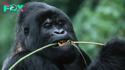 Wild gorillas in Gabon eat plants with antibacterial abilities against drug-resistant E. coli