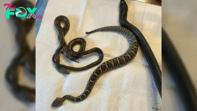 4-foot snake vomits up 2 smaller snakes — and 1 was still alive