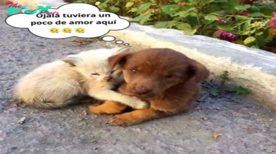 Cachorros y gatitos que perdieron a sus madres encontraron el amor: una historia que ha tocado el corazón de millones de personas.lamz