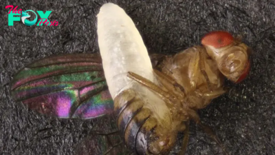 Parasitic 'horror' wasp that bursts from a fly's abdomen like an 'Alien' xenomorph discovered in Mississippi backyard