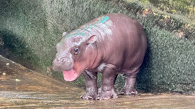 She’s an Icon, She’s a Legend, and She Is the Moment. Meet Viral Baby Hippo Moo Deng