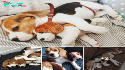 Heartwarming Bond: Beagle Embraces Matching Stuffed Bear Friend in Tight Hug.hanh