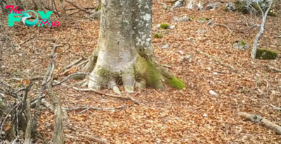 A man decides to film a tree in the woods for one year: What the camera captured was breathtaking