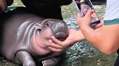 Thai Zoo Is Trademarking ‘Moo Deng the Hippo’ to Commercialize Its Internet Starlet