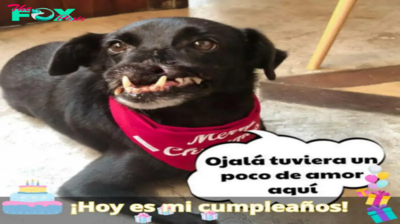 Tu amigo de cuatro patas merece afecto: ¡No permitas que esté en soledad!.lamz