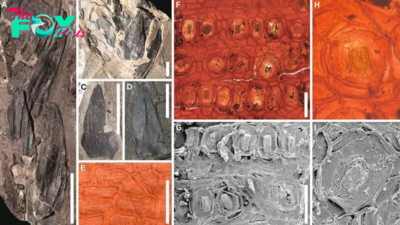 Fossils from lush 53 million-year-old South Pole rainforest discovered in Tasmania