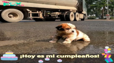 Ver a un perrito abandonado y hambriento buscando comida en la calle me conmovió profundamente, despertando en mí una urgente necesidad de actuar.lamz