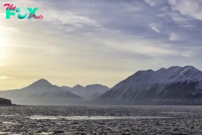 Why an Alaska Island Is Using Peanut Butter and Black Lights to Find a Rat That Might Not Exist