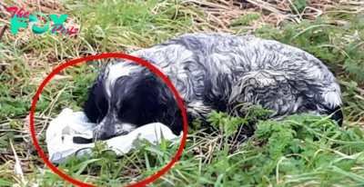 Bikers found an ABANDONED DOG holding a plastic BAG in his mouth: When they looked inside they were shocked and RAN immediately for help, here’s what the dog PROTECTED