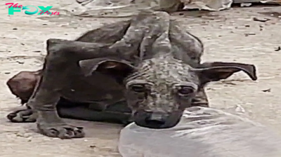 From Neglect to Nurture: Transforming a Skeletal Stray Dog with Unconditional Love.hanh