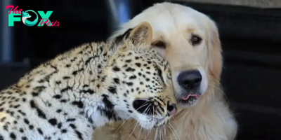 The Unlikely Friendships Between Dogs and Other Animals