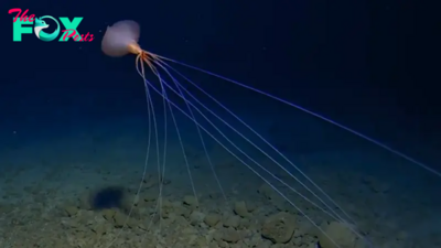 Watch extremely rare footage of a bigfin squid 'walking' on long, spindly arms deep in the South Pacific