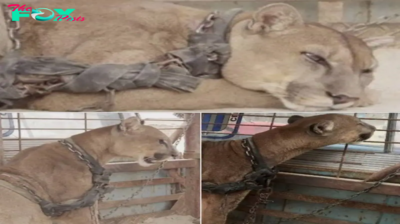 Circus lion was locked up for 20 long years, now watch his reaction when he’s released