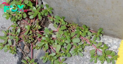 Don’t Remove This Weed if You See It: Here Are 10 Reasons Why