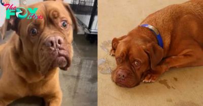 Heartbreak for Dog Surrendered to Shelter