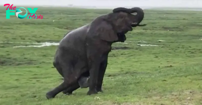 Elephant Gives Birth to Something Very Rare, Staff Sees The Baby & Immediately Screams!