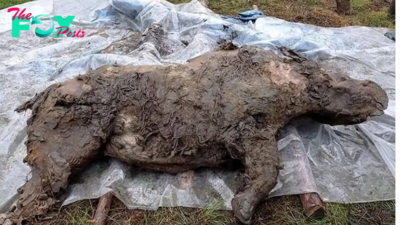 32,000-year-old mummified woolly rhino half-eaten by predators unearthed in Siberia