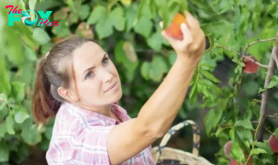 My Neighbor Ruined the Peach Orchard I Received from My Grandparents, I Ensured She Regretted Her Actions