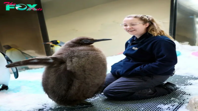 Meet Pesto, the Hefty Baby Penguin Going Viral Like Moo Deng