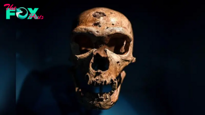 Who was the last Neanderthal?