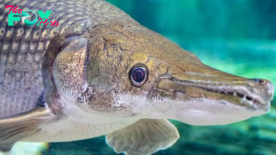 Alligator gar: The 'living fossil' that has barely evolved for 100 million years