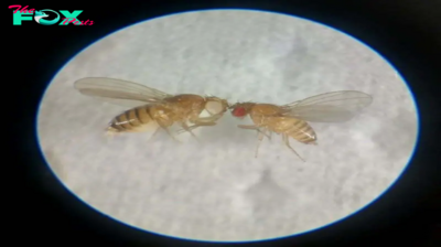 Pakistan sequences genome of medically important indigenous fly for the first time