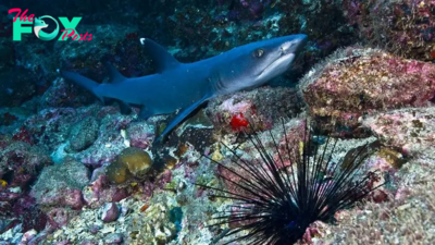 Stunning video shows sharks devouring sea urchins, spines and all